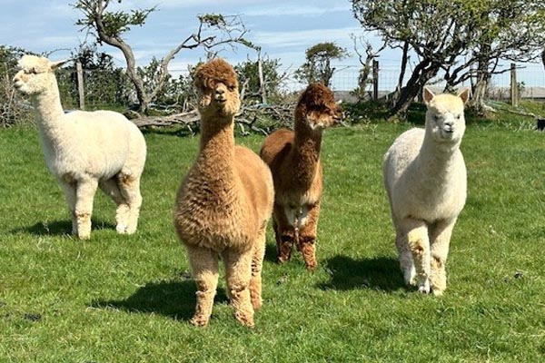4 alpacas, alpaca walking  Kent