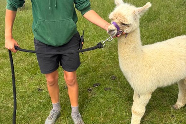 lady walking a cria, alpaca walking dover kent