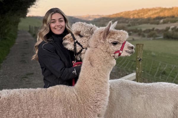 sunset photo of alpaca walking  at Frampton Farm in Kent